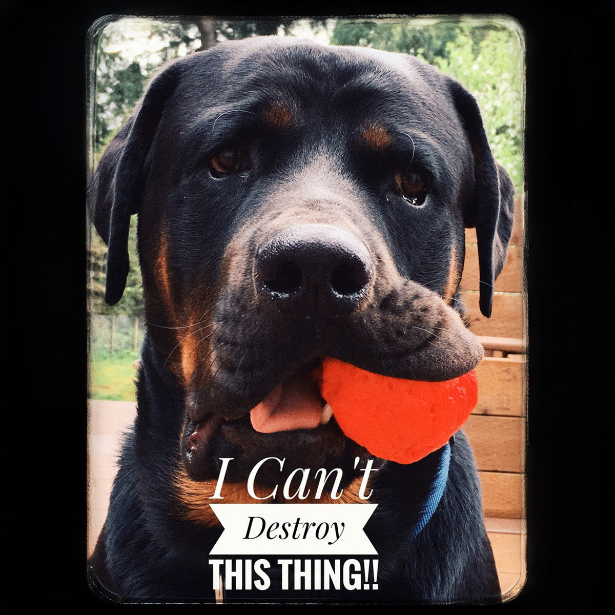 WUNDERball Fetch Toy