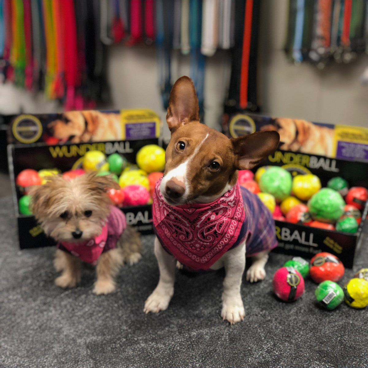 WUNDERball Fetch Toy