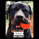 WUNDERball Fetch Toy