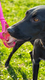 SodaPup eStick Interactive Lick Stick